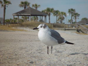 Photo of a seagull on the beach at Amelia Island, FL