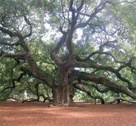 The Angel Oak in Johns Island, South Carolina